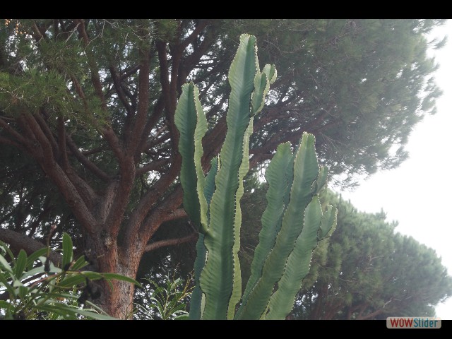 343_Cactus