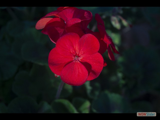 405_Jolie fleur