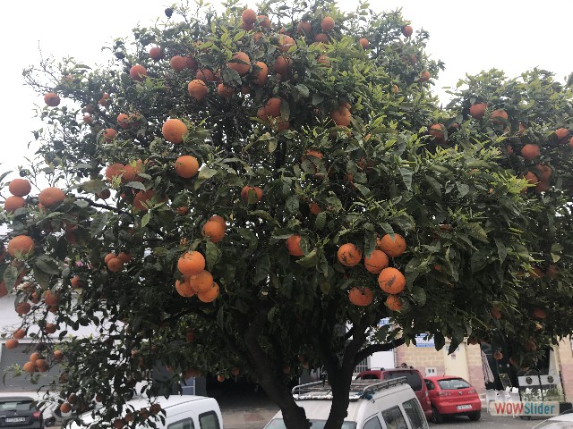 456_Oranges amères