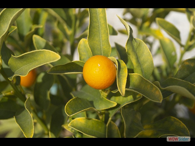 575_Citrus Japonica