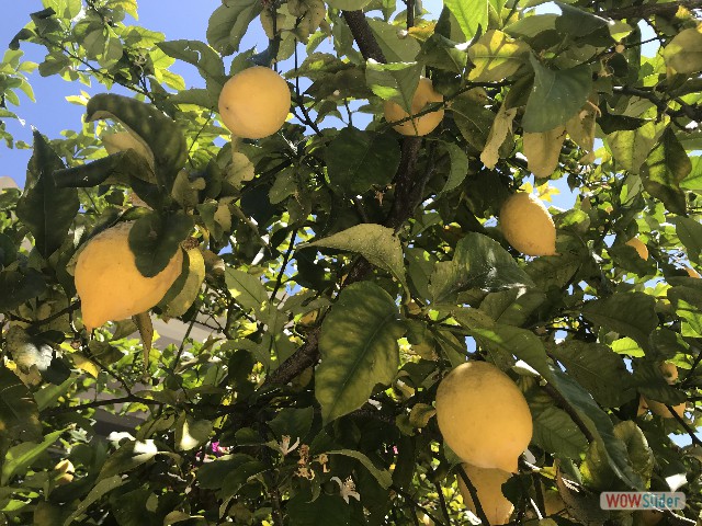 86_Igoumenitsa, camping Kalami, citron