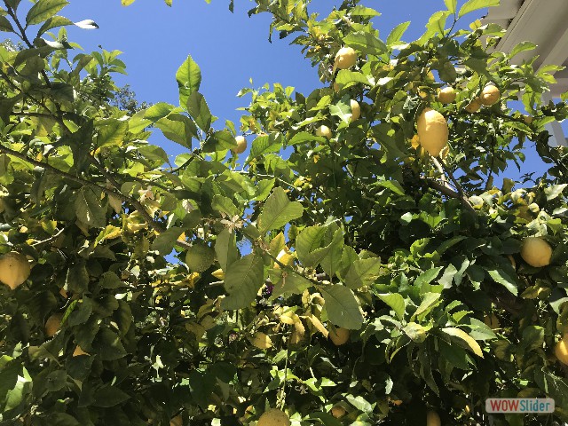 87_Igoumenitsa, camping Kalami, citron