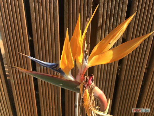 20_Strelitzia reginae 20_Strelitzia reginae