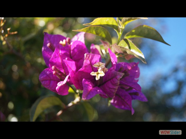 1_Jolies fleurs 1_Jolies fleurs
