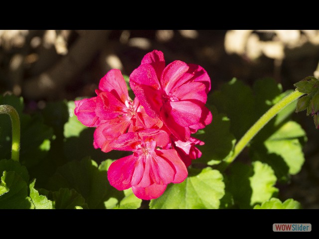 27_Jolie fleur 27_Jolie fleur
