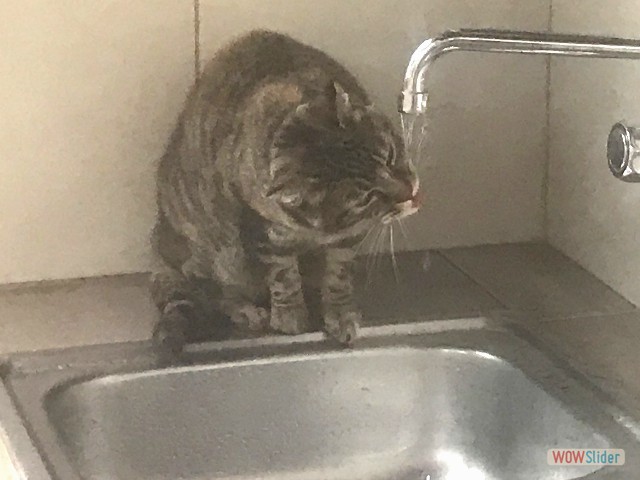 24_Le chat à soif