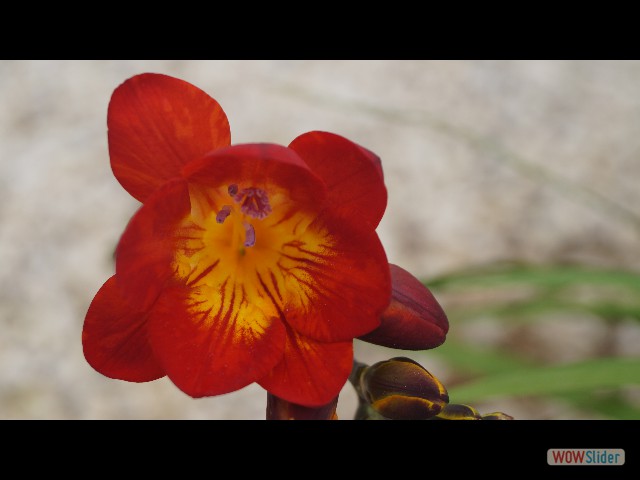 12_Jolie fleur