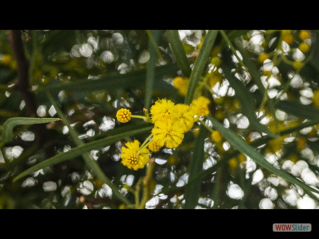 23_Mimosas