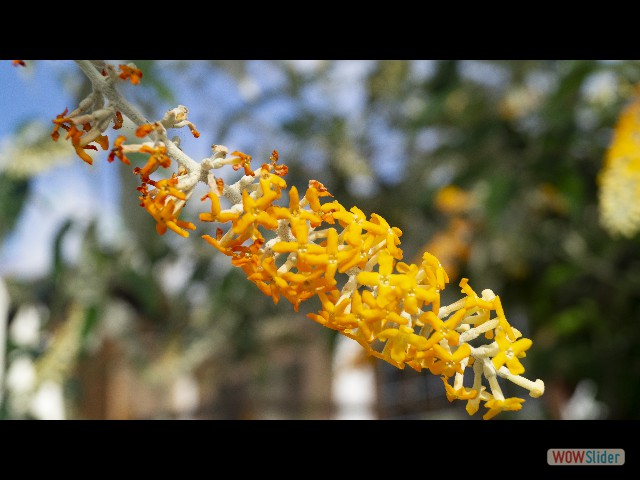 6_Jolies fleurs