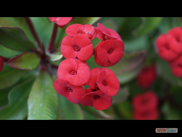 25_Jolies fleurs jquery slider