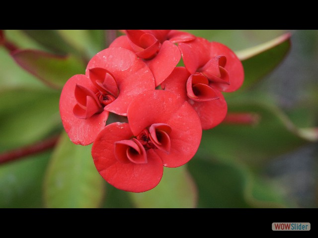 26_Jolies fleurs 26_Jolies fleurs