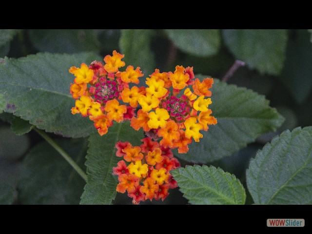 7_Belles fleurs 7_Belles fleurs