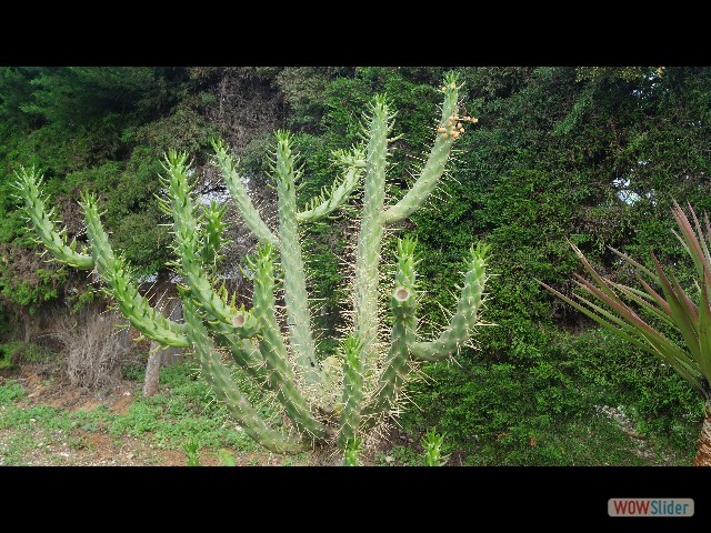 8_Cactus 8_Cactus