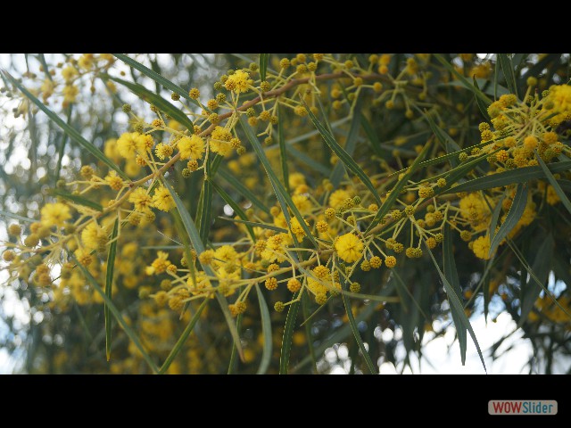 11_Mimosa 11_Mimosa
