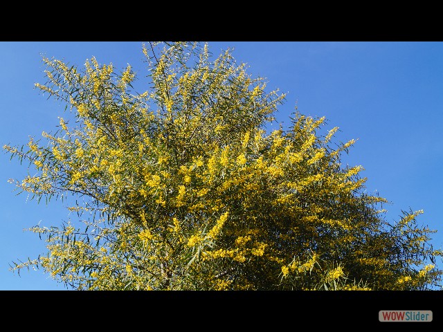 10_Mimosas 10_Mimosas