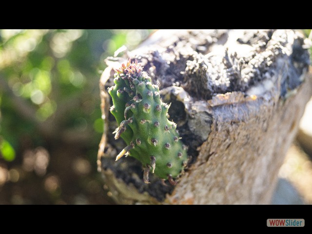 13_Cactus 13_Cactus