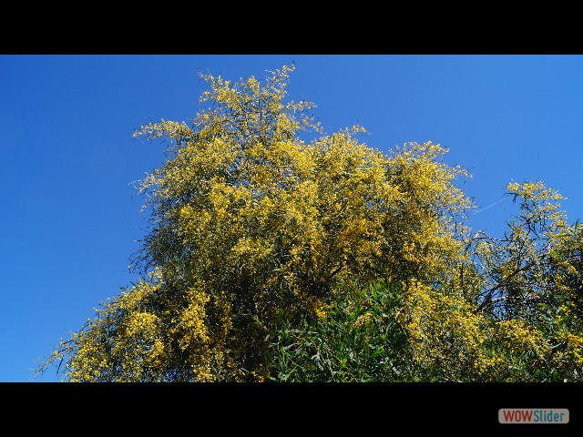 46_Mimosa 46_Mimosa