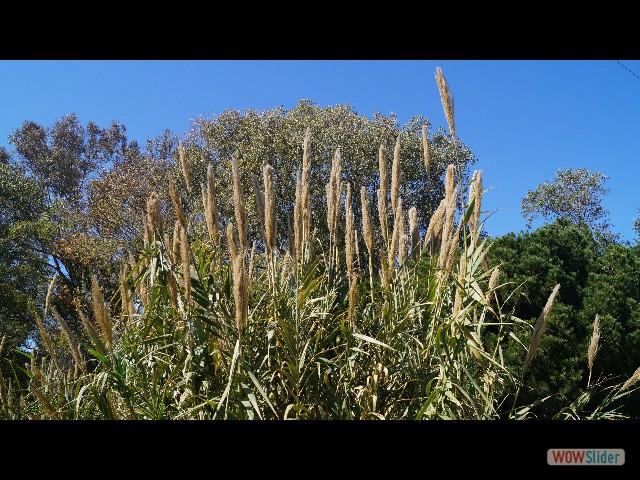 49_Herbe de la pampa wowslideshow