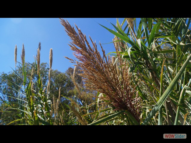 50_Herbe de la pampa 50_Herbe de la pampa