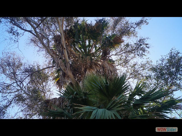 2_palmier