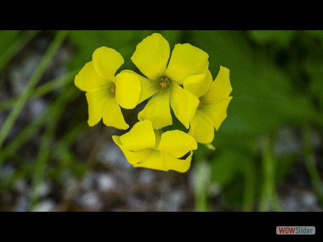 4_Oxalis pied-de-chèvre