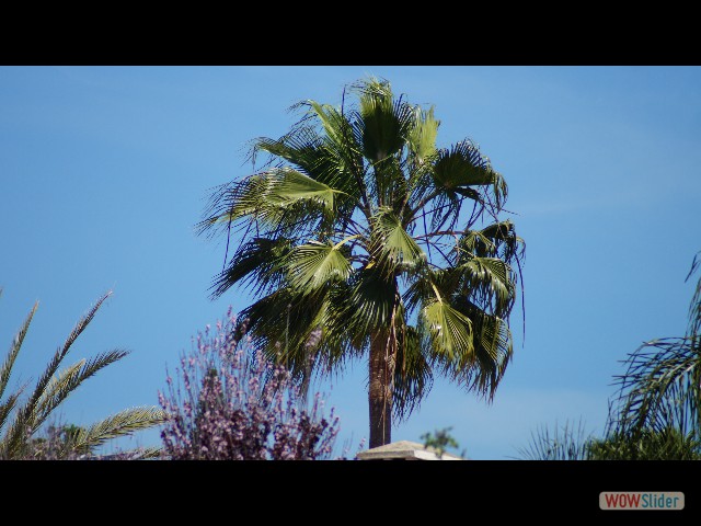 12_Beau palmier