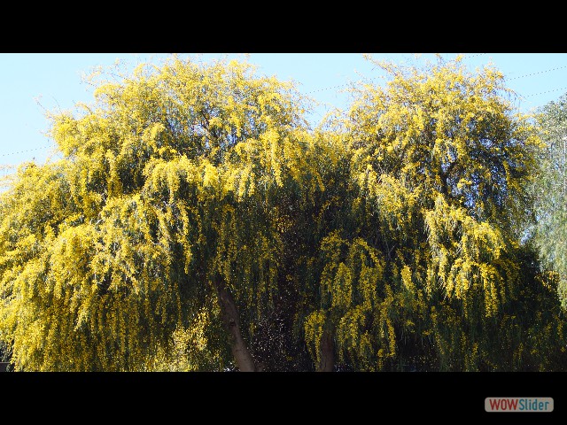 13_ Super Mimosa