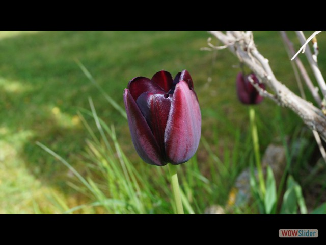 18_Maison, tulipes 18_Maison, tulipes