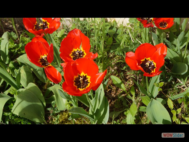 21_Maison, tulipes 21_Maison, tulipes