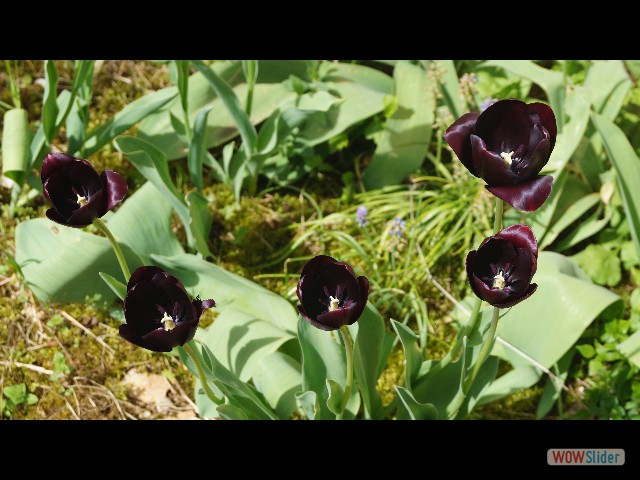 23_Maison, tulipes 23_Maison, tulipes