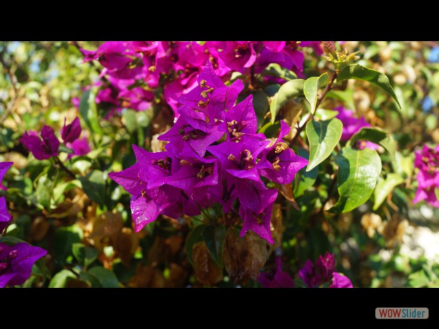 57_Cabopino, jolies fleurs