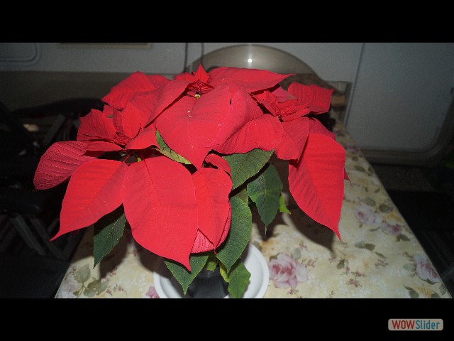 6_Flor de Pascua