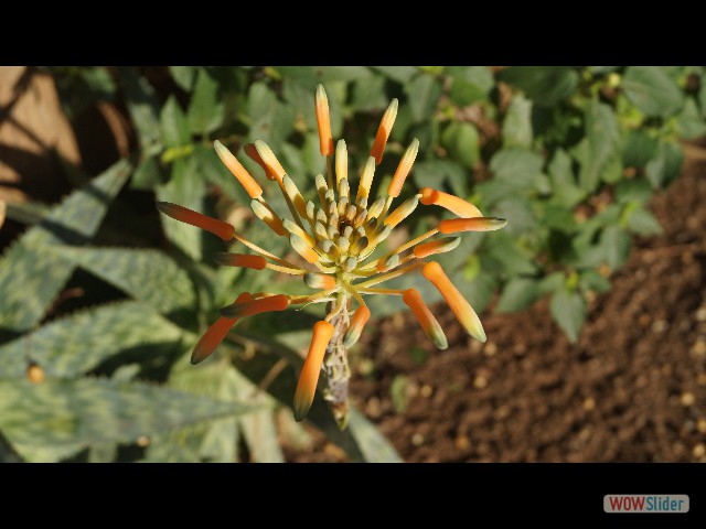 4_Jolie fleur 4_Jolie fleur