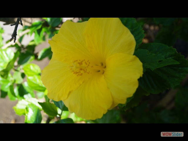 5_Jolie fleur 5_Jolie fleur