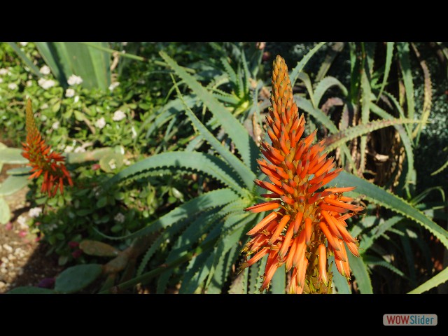 8_Jolie fleur 8_Jolie fleur