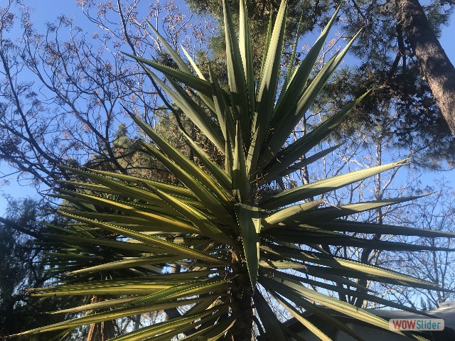 12_Agave sisalana Perrine 12_Agave sisalana Perrine