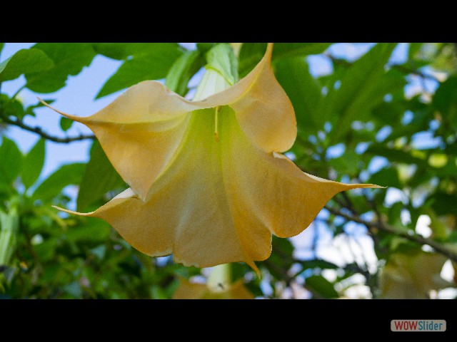 2_Brugmansia suaveolens 2_Brugmansia suaveolens
