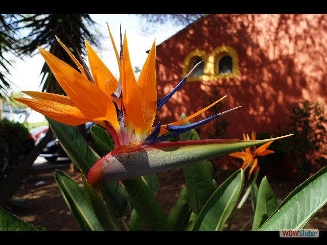 397_Jolie fleur