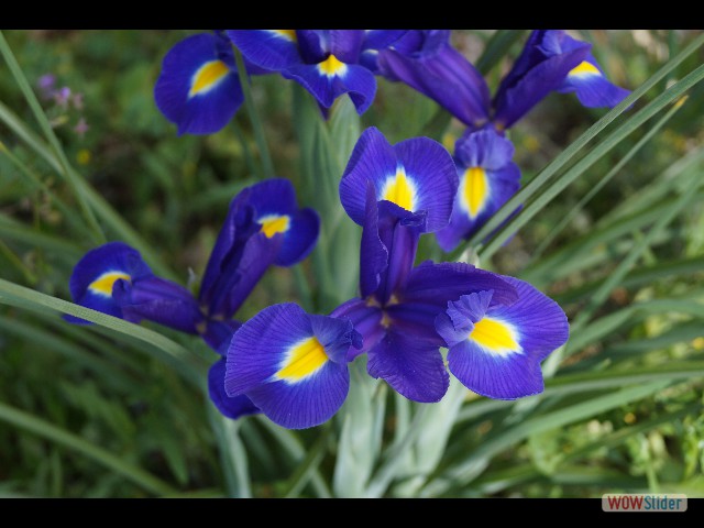 399_Jolies fleurs