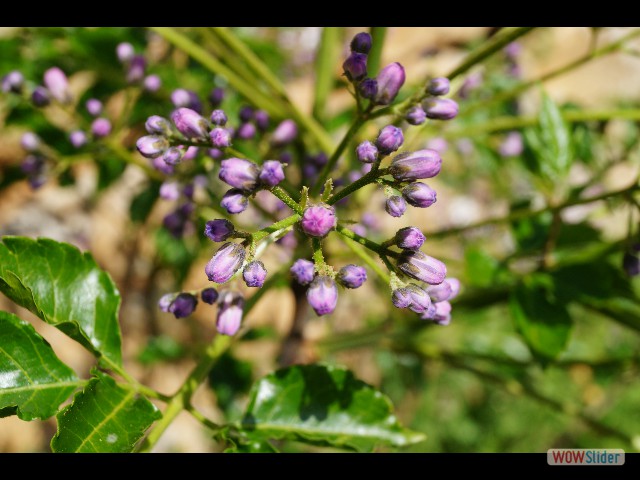 400_Jolies fleurs