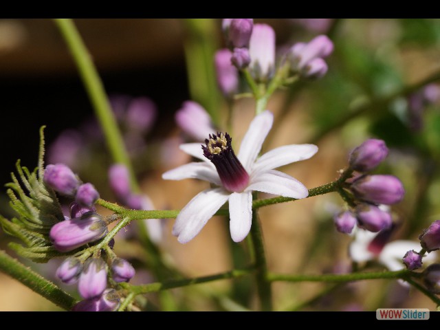401_Jolies fleurs
