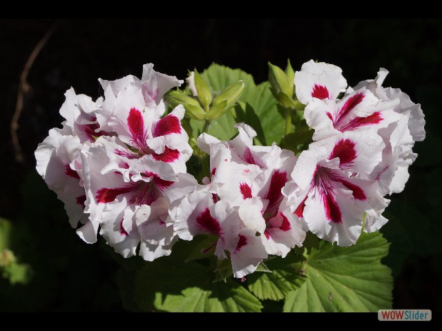 481_Jolies fleurs 481_Jolies fleurs