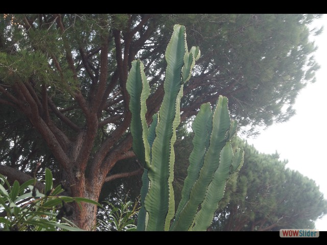 343_Cactus 343_Cactus