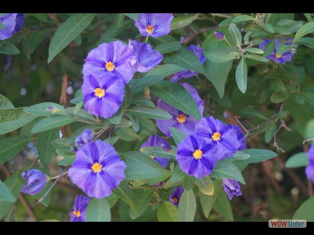 366_Jolies fleurs 366_Jolies fleurs