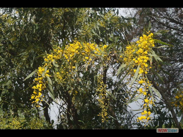 407_Mimosa 407_Mimosa