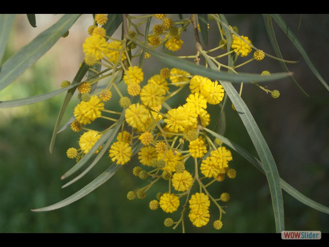 408_Mimosa 408_Mimosa