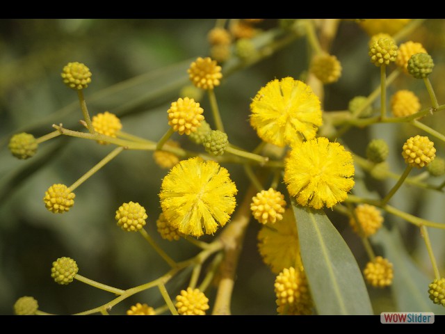 409_Mimosa 409_Mimosa