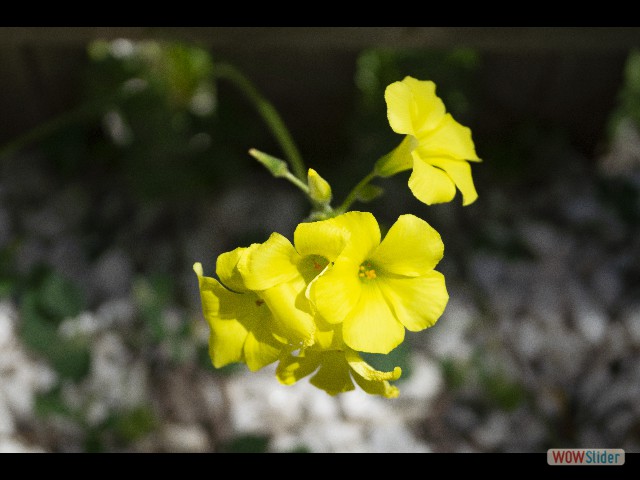 694_Oxalis pied-de-chèvre 694_Oxalis pied-de-chèvre