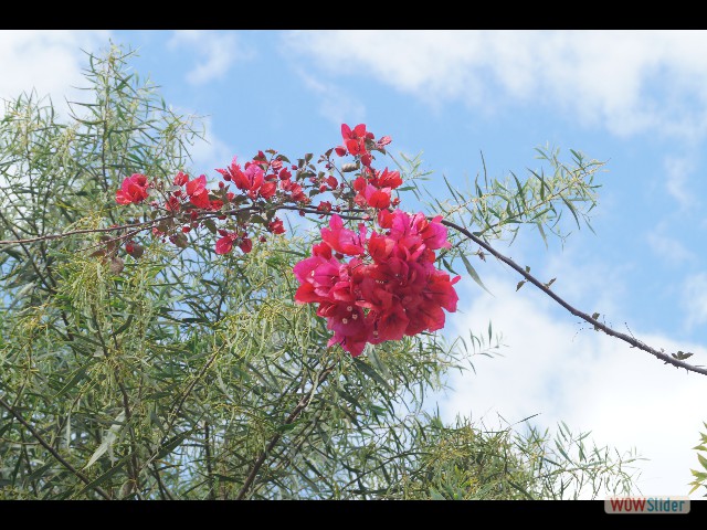 768_Bougainvillea Glabra
