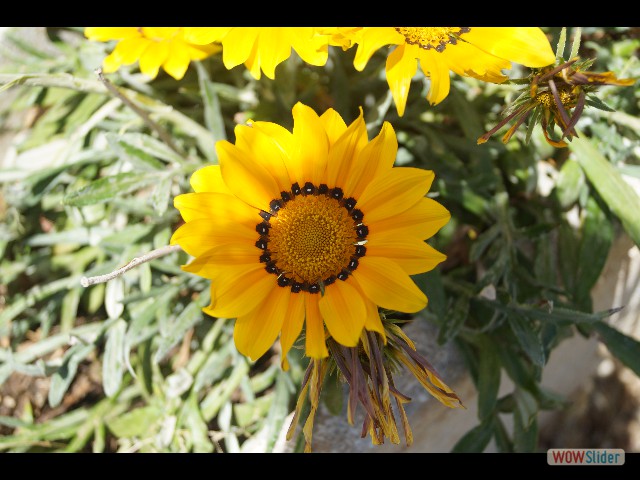 836_Mini tournesol